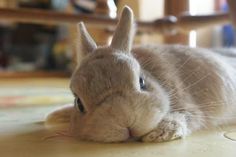 a close up of a small rabbit laying on the ground