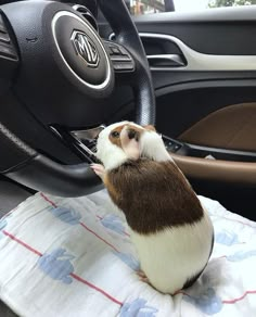 a brown and white animal sitting on top of a car steering wheel