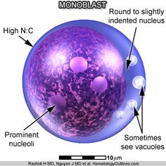 the structure of an egg cell