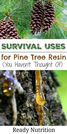 pine tree resin is being used to make this diy treat for the kids and adults