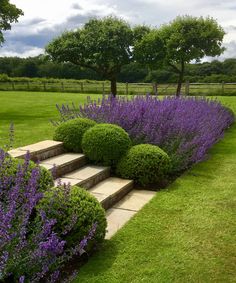 a garden with purple flowers and steps leading up to the grass covered area in front of it