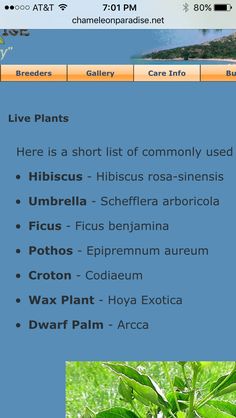 an image of some plants on the web page