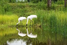 two white birds standing on top of a body of water near tall grass and trees