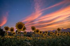 sunflowers are blooming in the field at sunset