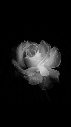 a black and white photo of a rose with water droplets on it's petals