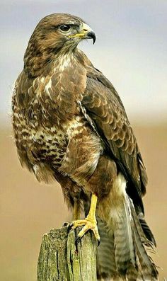 a brown and white bird sitting on top of a wooden post next to a field