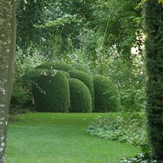 a group of bushes in the middle of a park