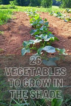 vegetable plants growing in the ground with text overlay that reads 26 vegetables to grow in the shade