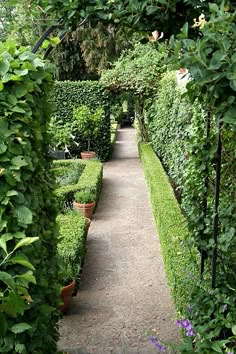 a path between two rows of hedges in a garden