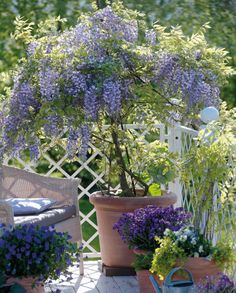 purple flowers are growing in pots on the patio