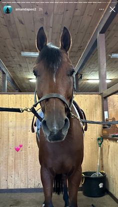 a brown horse standing inside of a stable