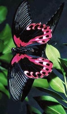 two black and pink butterflies sitting on top of green leaves