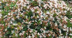 a bush with white flowers and green leaves