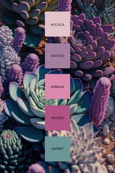 the color palette is pink, blue and purple with succulents in it