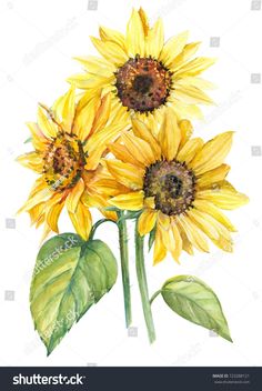 watercolor painting of sunflowers with green leaves