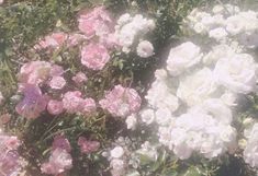 some pink and white flowers in the grass