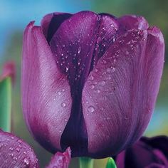 purple tulip with water drops on it's petals and green stems in the foreground