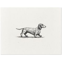 a black and white drawing of a dachshund dog on a plain background