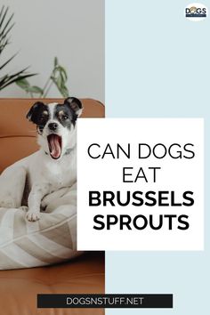 a black and white dog sitting on top of a couch with the words can dogs eat brussels sprouts