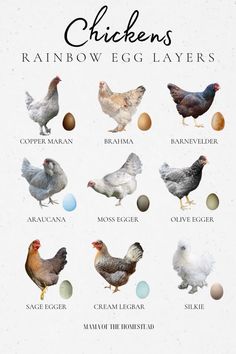 chickens and their eggs are shown in this graphic style, which includes the names of different breeds