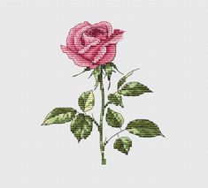 a pink rose with green leaves on a white background