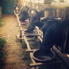 there are many cows that are eating out of the troughs in the barn together