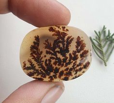 a hand holding a piece of glass with brown and white designs on it next to a plant