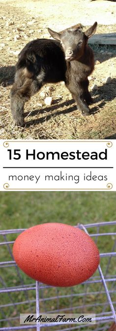 an animal that is standing next to a red ball and the words 15 homestead money making ideas