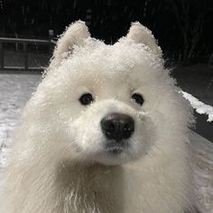 a close up of a polar bear in the snow with it's head tilted to the side