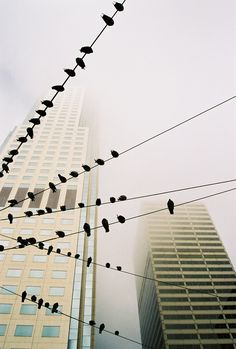 birds are sitting on power lines in front of a tall building with skyscrapers behind them