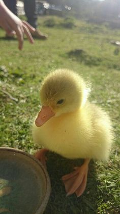 a small yellow duck sitting on top of a grass covered field next to a bowl