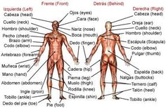 an image of the human body with muscles labeled in english and latin words on it