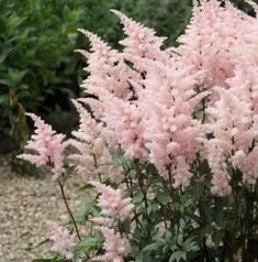 pink flowers are blooming in the middle of a gravel path surrounded by greenery