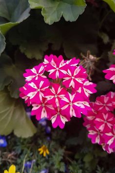 pink and white flowers in the middle of green leaves