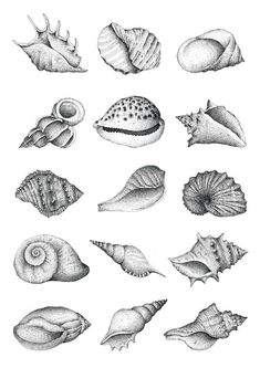 an image of sea shells drawn in pencil