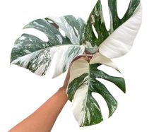 a person's hand holding a white and green plant with large, leafy leaves