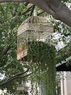 a birdcage filled with green plants hanging from a tree