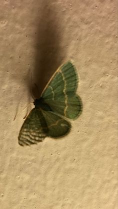 a green and white butterfly sitting on top of a piece of paper with the shadow of it's wing