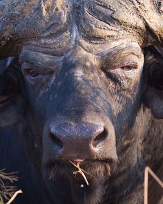 an animal with very large horns standing in the grass and looking at the camera man