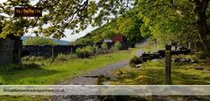 a dirt road surrounded by trees and grass