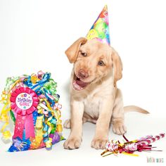 a puppy is sitting next to a birthday hat