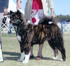 a large dog standing on top of a grass covered field next to a person holding a tennis racquet