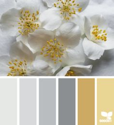 some white flowers with yellow centers in the center and gray on the bottom, along with other colors