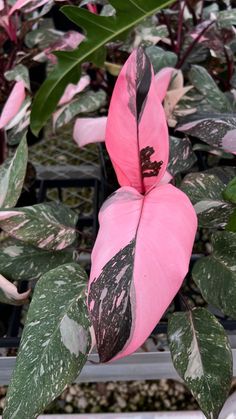 a pink flower with green leaves in a potted planter next to other plants