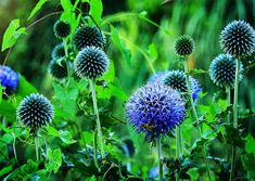 some blue flowers are growing in the grass