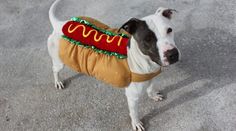 a dog wearing a hot dog costume standing in the sand