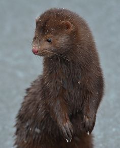 a small brown animal standing on its hind legs in the snow with it's front paws up