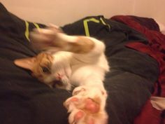 an orange and white cat laying on top of a bed