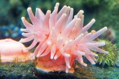 a pink sea anemone sitting on top of a coral