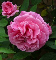 two pink roses are blooming in the garden